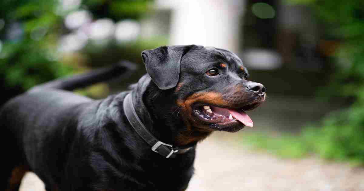 American-and-German-Rottweiler-Mix