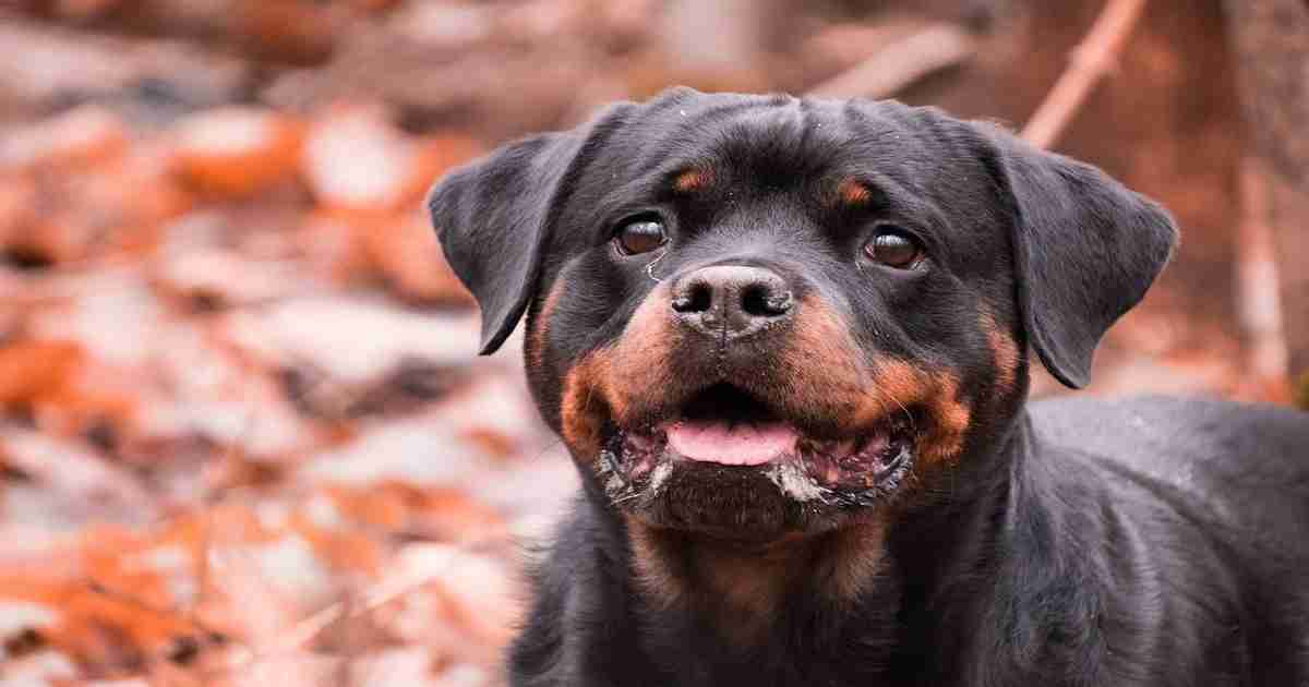 Rottweiler-Health-Issues