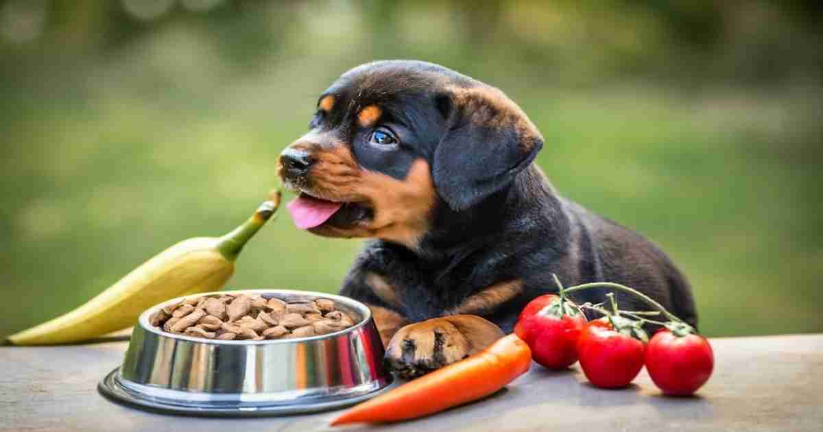 How-Much-to-Feed-Rottweiler-Puppy