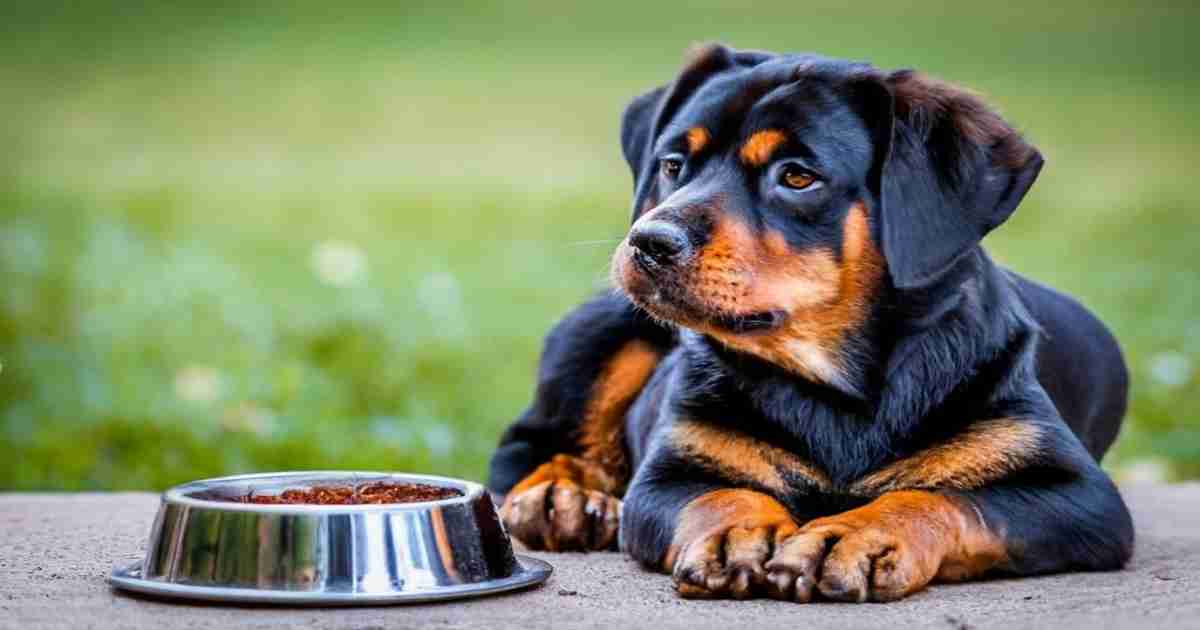 How-Much-to-Feed-Rottweiler-Puppy