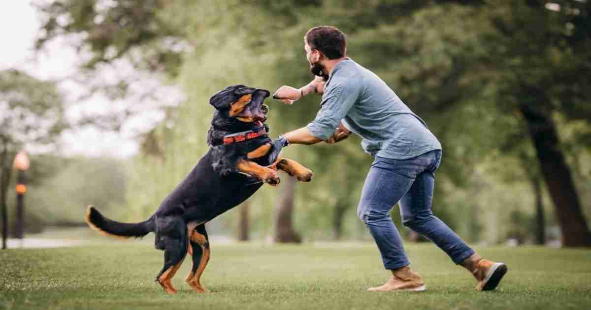 Training-a-Rottweiler-to-Attack