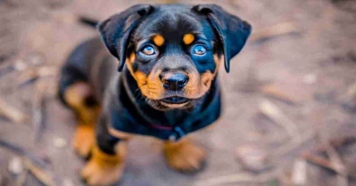 Why-Are-Rottweilers-So-Expensive