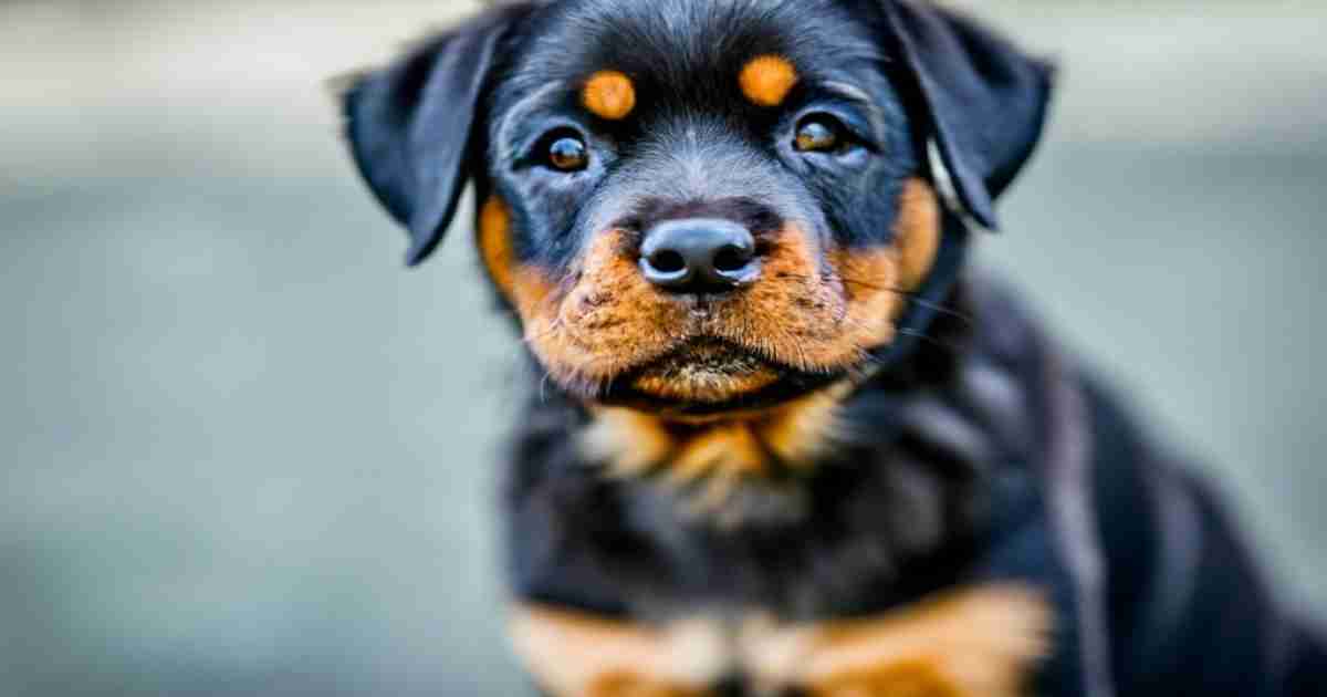 Why-Are-Rottweilers-So-Expensive