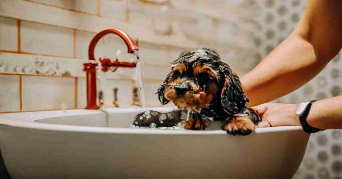 Puppys-First-Bath