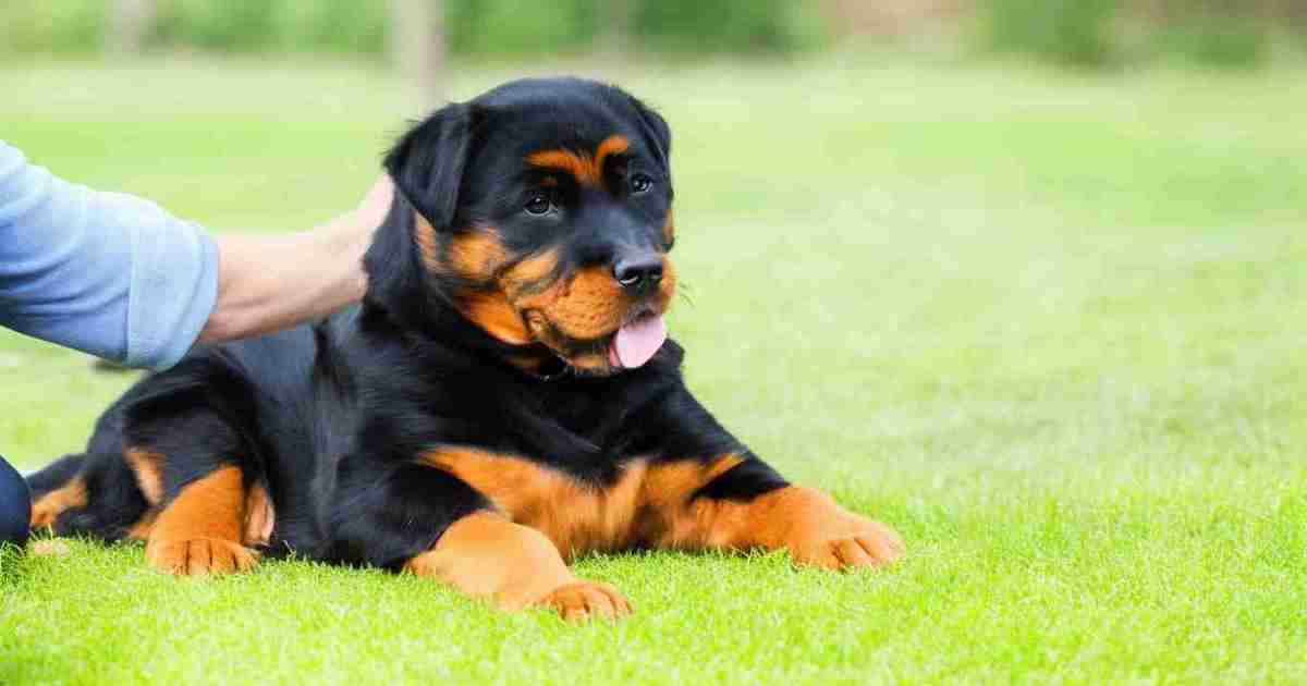 12-Week-Old-Rottweiler